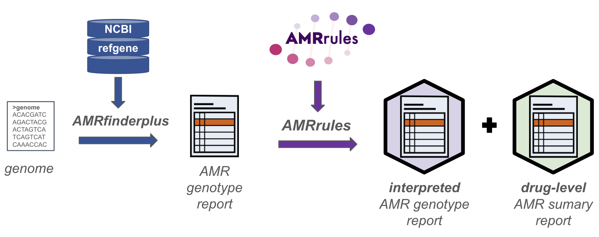 Workflow for interpreting AMR genotypes using AMRrules