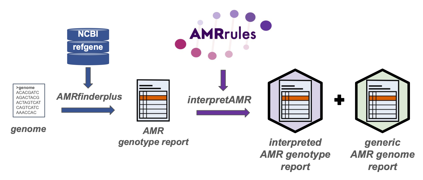 Workflow for interpreting AMR genotypes using AMRrules